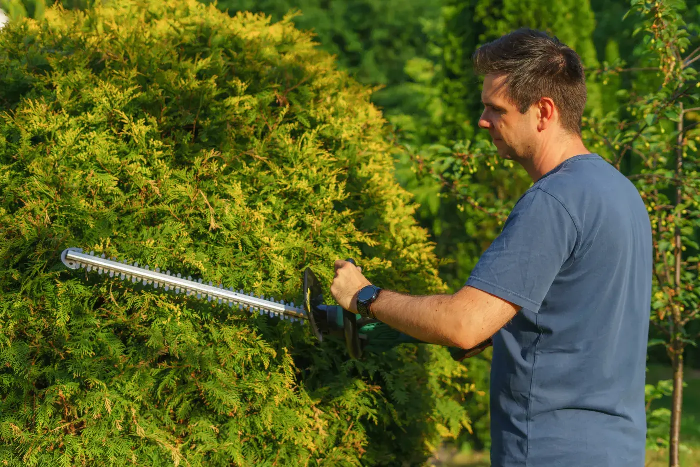 Gärtner schneidet eine Hecke mit der Heckenschere